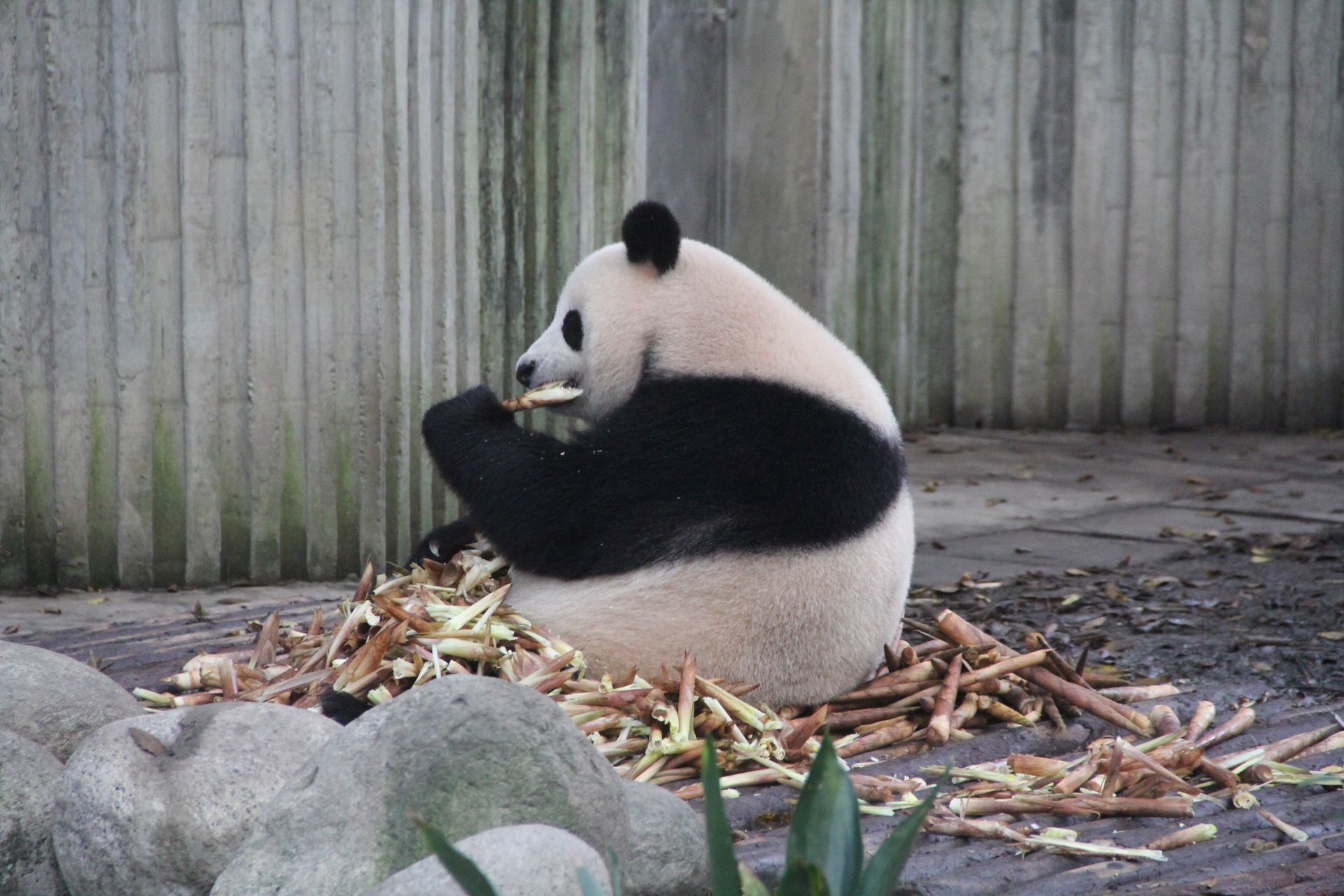 Chengdu Panda 2