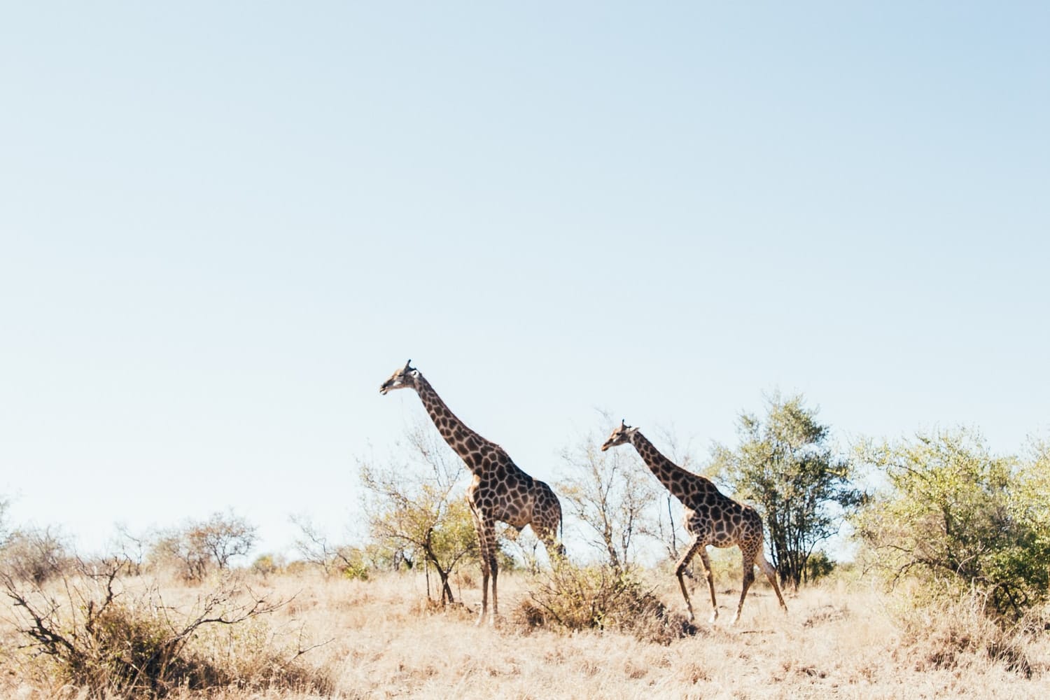 Suedafrika Safari Natur Giraffen