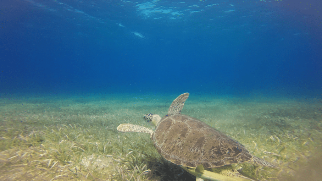 Schildkröte Belize