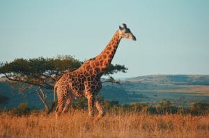 Kelly Arnold ASKewSMebm0 Unsplash