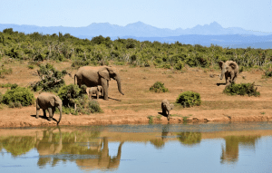 Südafrika Max Safari