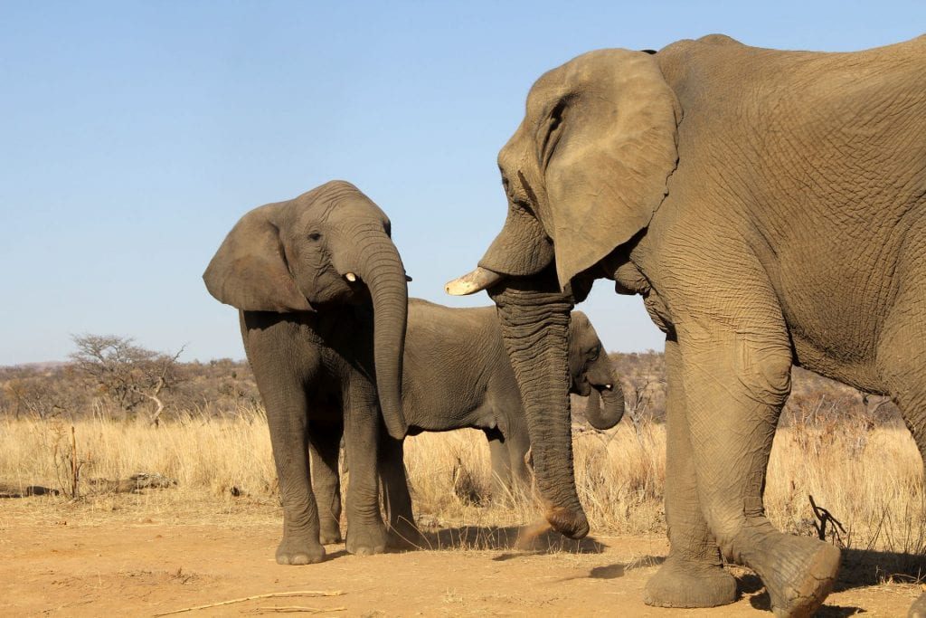 Safari Südafrika Elefant 2 1024x683