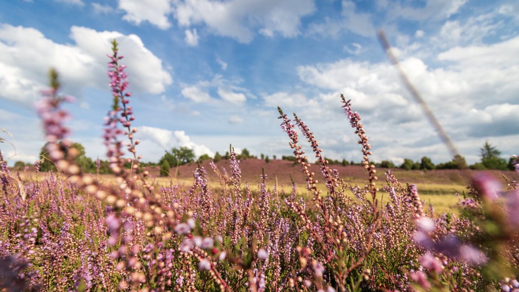 Deutschland Lüneburger Heide