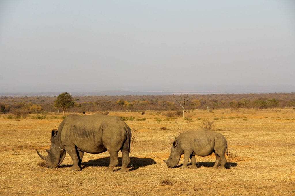 Safari Südafrika Rhino
