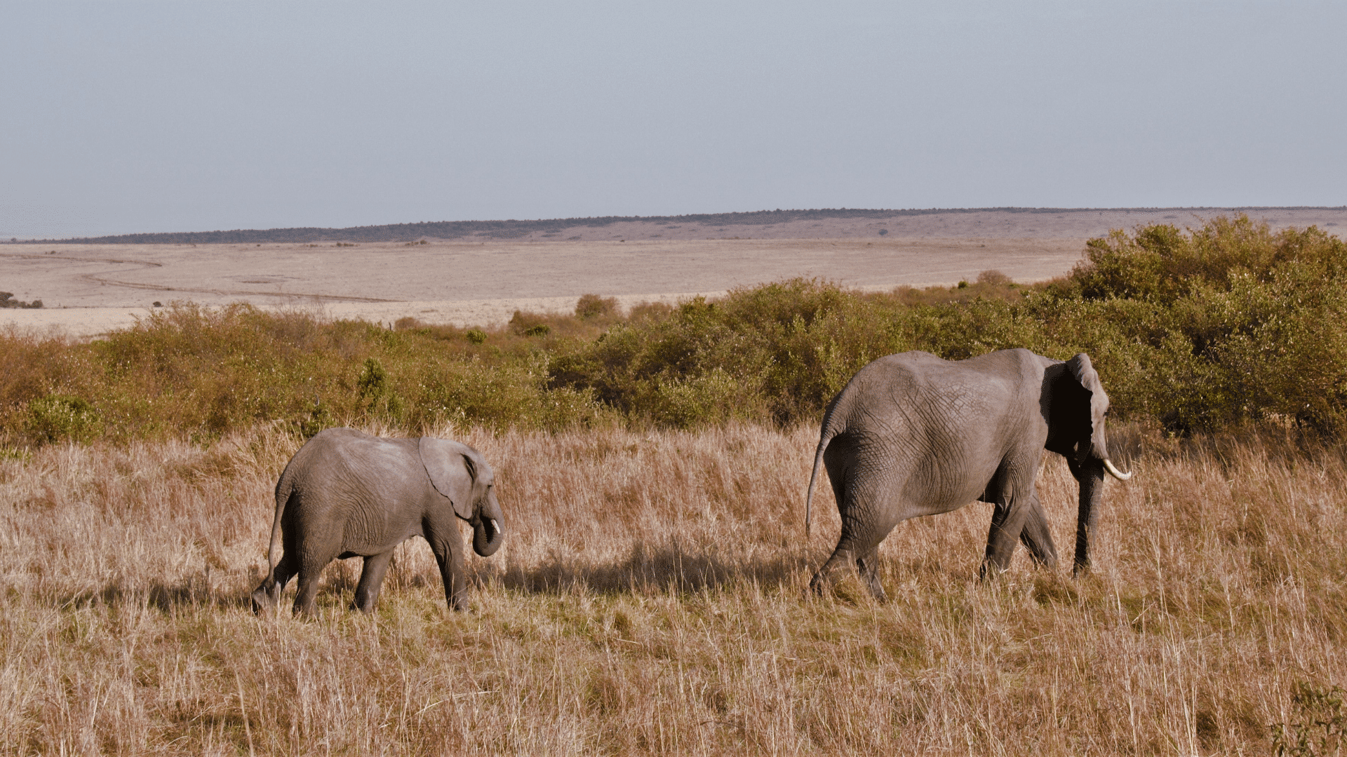 Masai Mara Reserve Kenia
