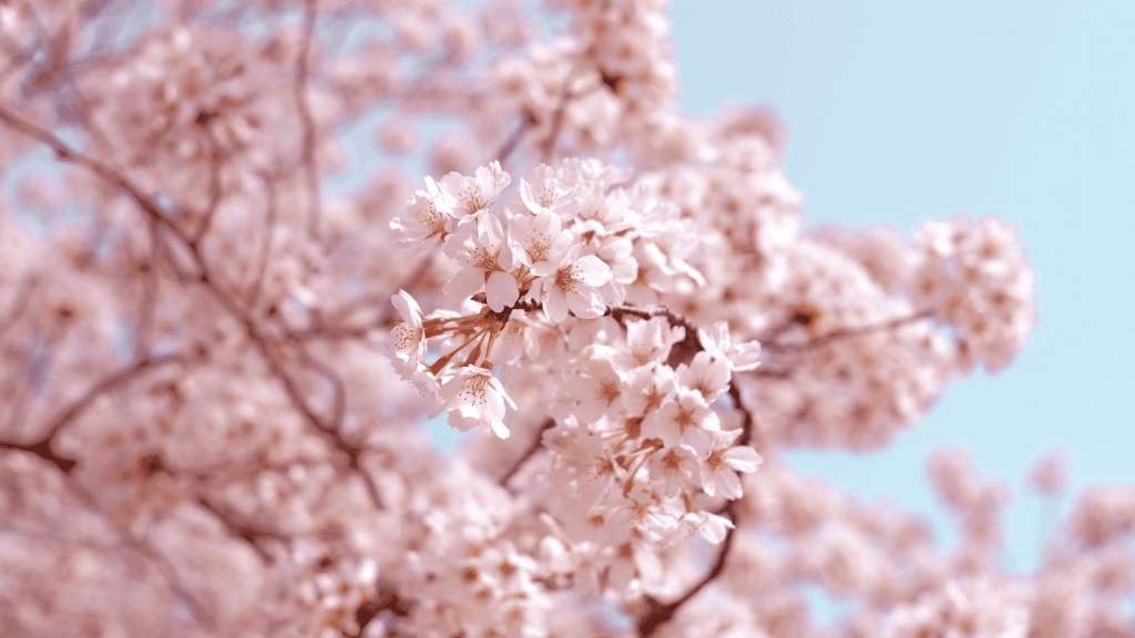 Cherry Blossom Japan Hokkaido