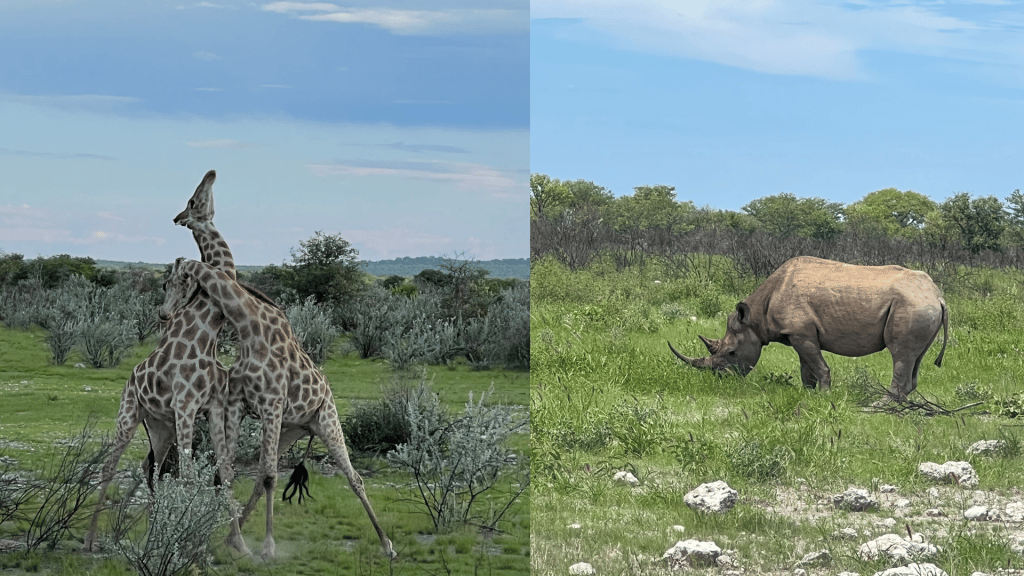 Giraffen Und Nashorn Etosha
