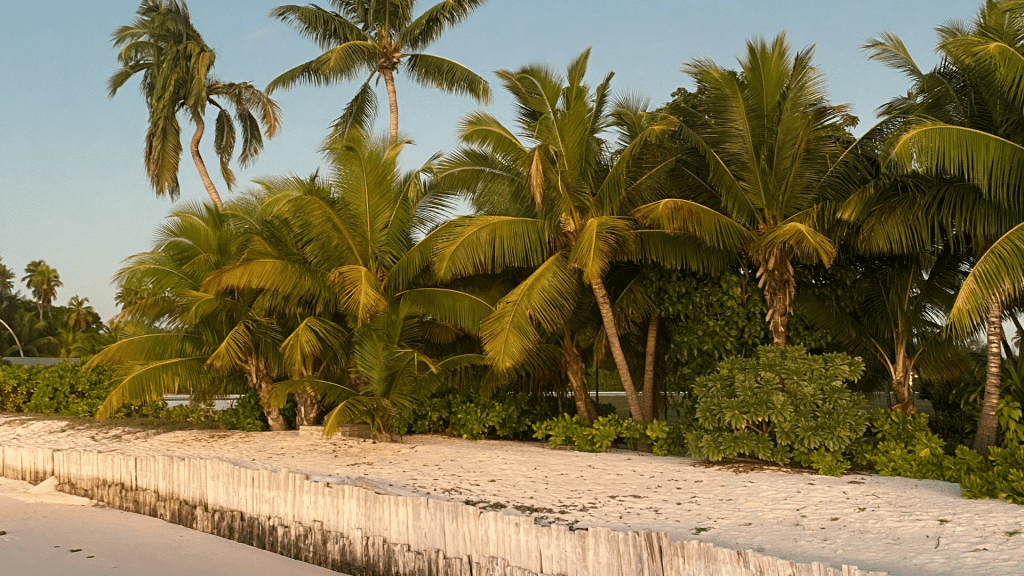 Four Seasons Resort Seychelles At Desroches Island Strand Palmen