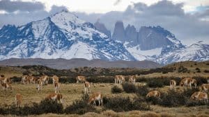 Torres Del Paine Chile