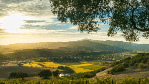 Napa Valley Kalifornien Weinberg