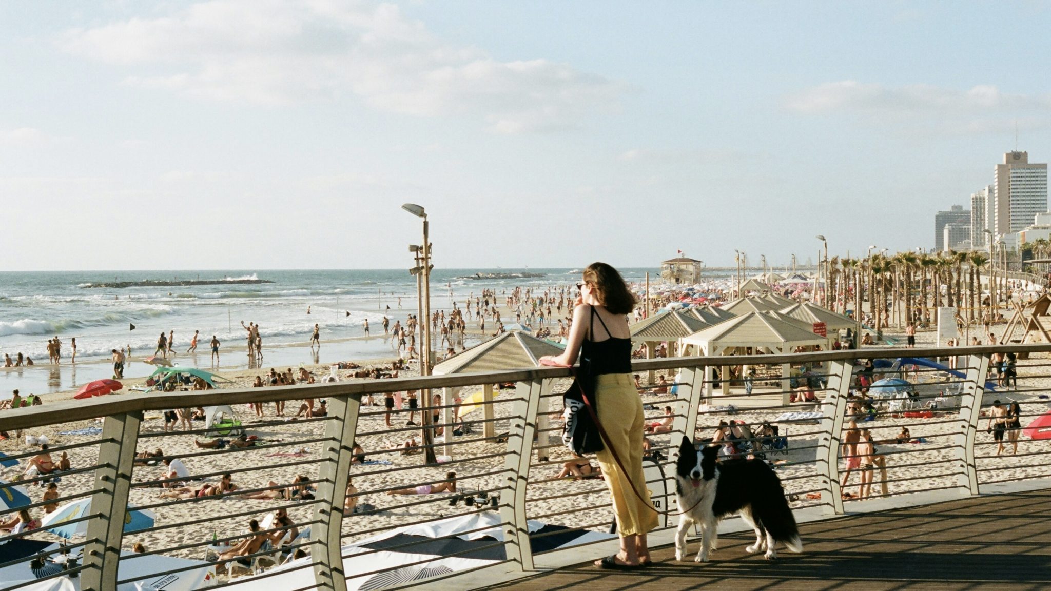 Tel Aviv Strand Hund